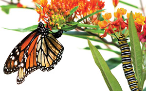 Make a Monarch Butterfly Habitat